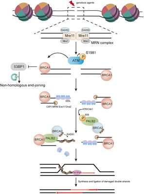 Molecular Mechanisms of PALB2 Function and Its Role in Breast Cancer Management